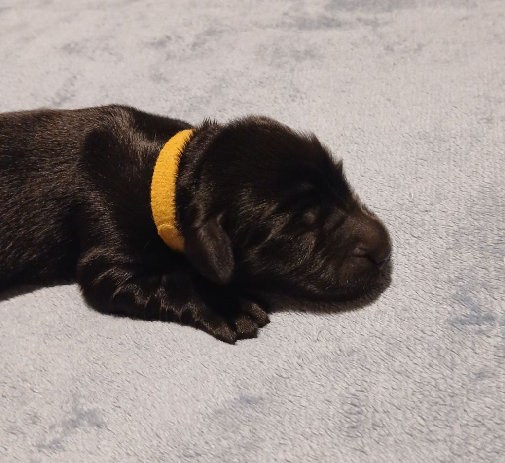 Des Gardiennes Bourbonnaises - Chiot disponible  - Flat Coated Retriever