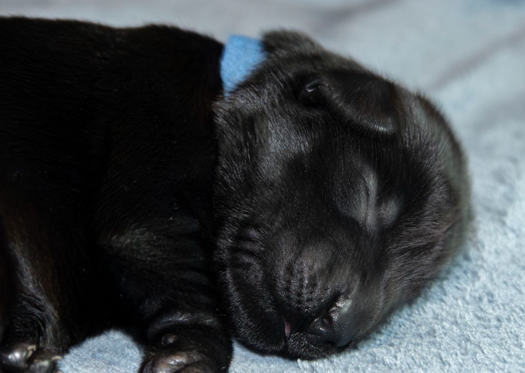 Des Gardiennes Bourbonnaises - Chiot disponible  - Flat Coated Retriever