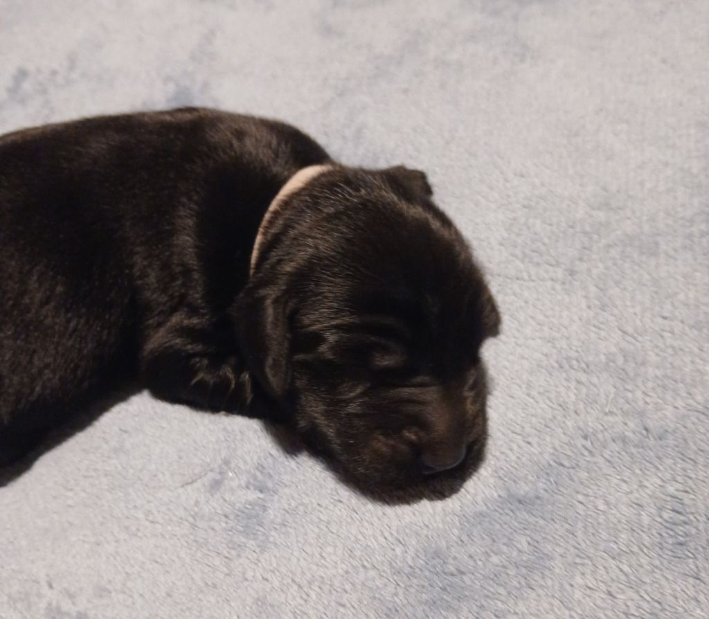 Des Gardiennes Bourbonnaises - Chiot disponible  - Flat Coated Retriever