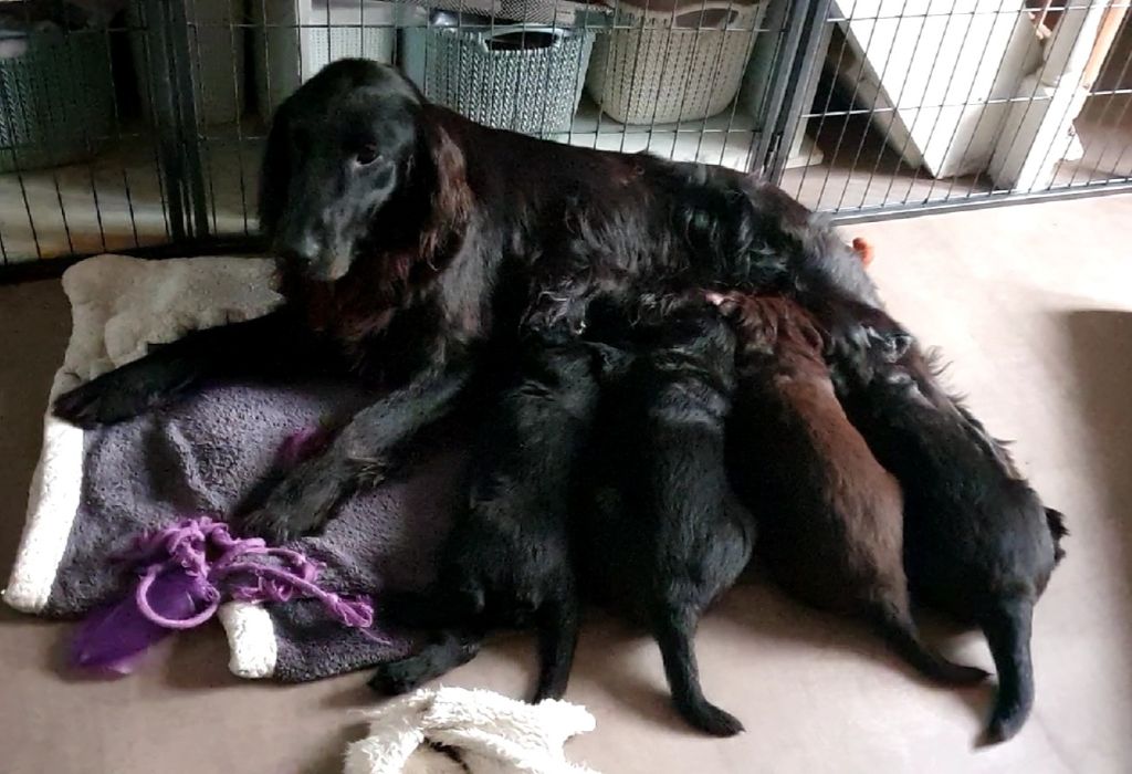 chiot Flat Coated Retriever Des Gardiennes Bourbonnaises