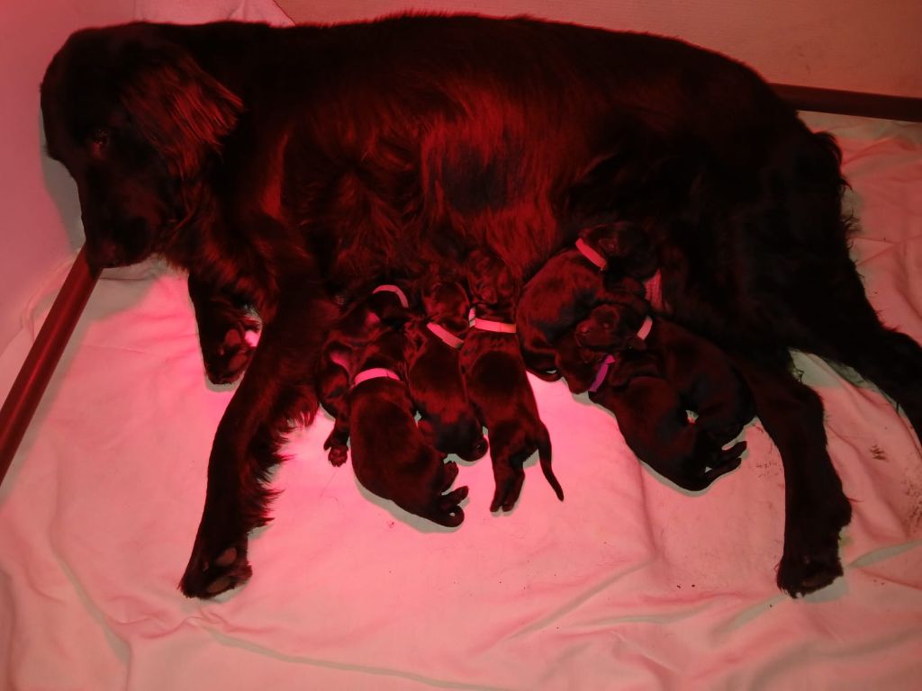 chiot Flat Coated Retriever Des Gardiennes Bourbonnaises