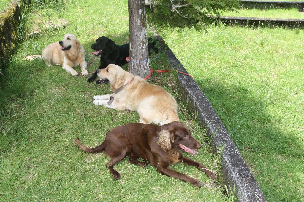 Au Retriever Club de France délégation Réunion