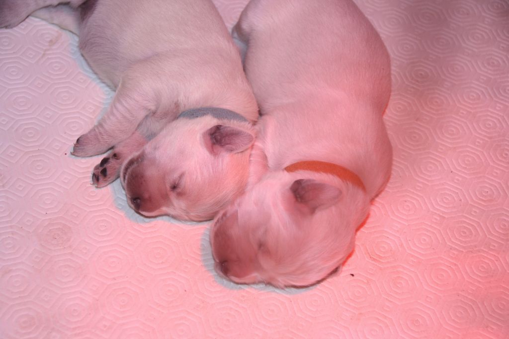 Portée Marla & Lucky 18/09/19