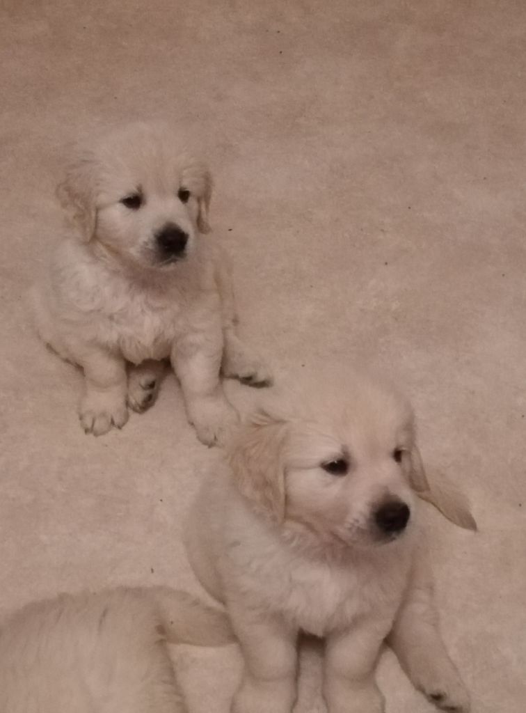 Portée Marla & Merlin 2/10/20