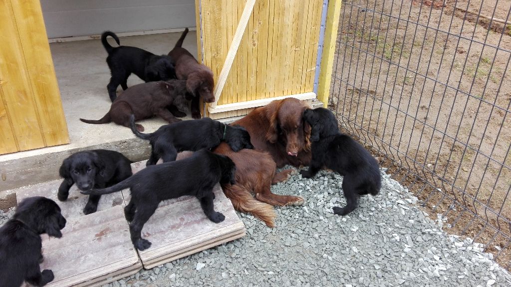 Des Gardiennes Bourbonnaises - Flat Coated Retriever - Portée née le 05/01/2018